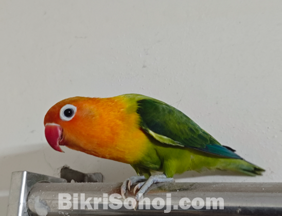 Love bird pair